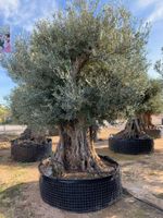 große, alte Olivenbäume für den Garten, frostverträglich Thüringen - Straußfurt Vorschau