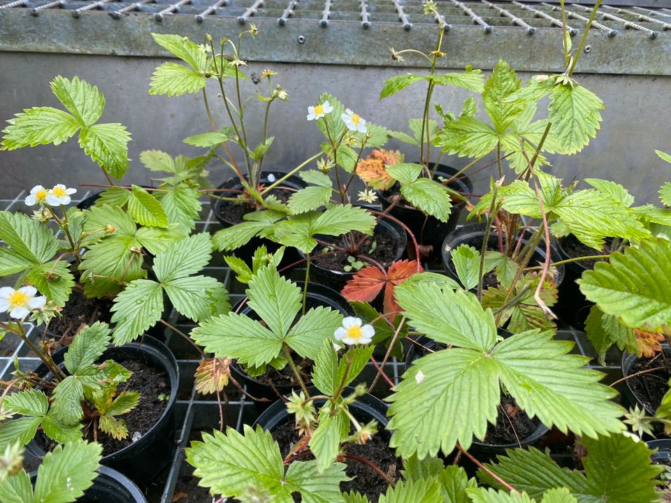 Erdbeerpflanzen Walderdbeeren Erdbeeren getopfter Bodendecker in Steina