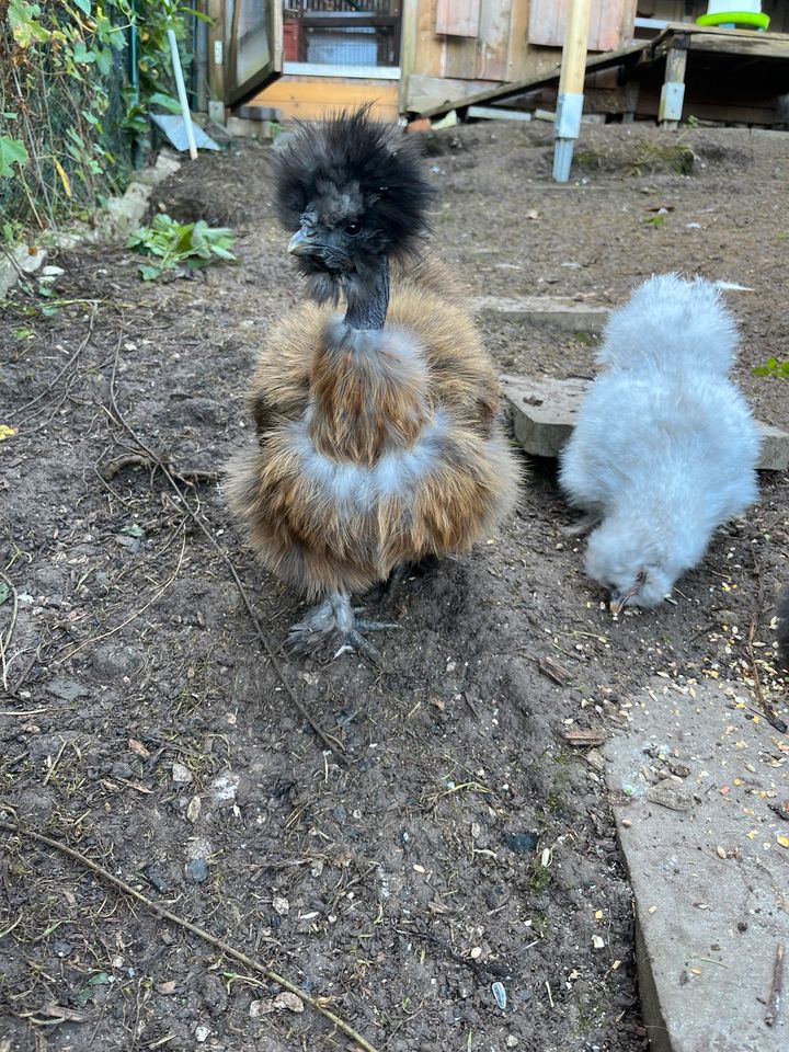 Seidenhühner / Showgirls / US Silkies Bruteier in Alfeld (Leine)