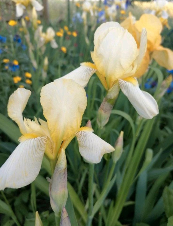 Schwertlilien Iris Stauden Insektenmagnet in Wegendorf (Altlandsberg)