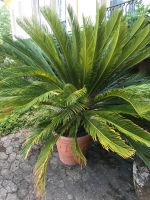 Fächerpalme cycas revoluta 40 Jahre alt 200cm Durchmesser Baden-Württemberg - Zell am Harmersbach Vorschau