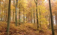 Suche Wald / Waldgrundstück in Stimpfach und Umgebung Baden-Württemberg - Stimpfach Vorschau