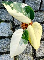 Syngonium Chiapense Variegata - Y14 Hessen - Obertshausen Vorschau