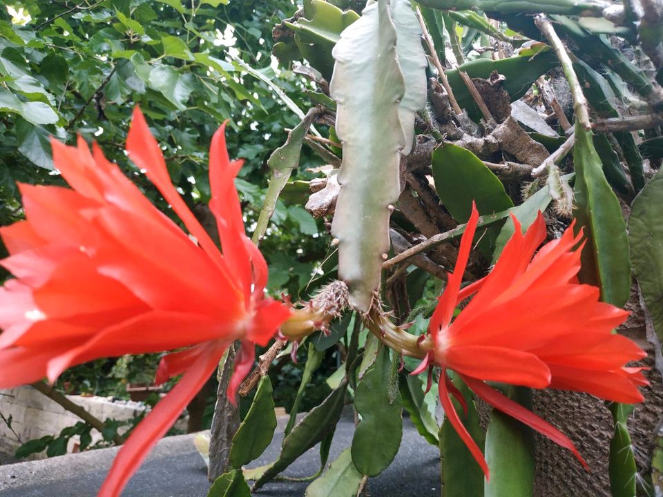 Epiphyllum oxypetalum, Königin der Nacht Kakteen weiß & rot in Flein