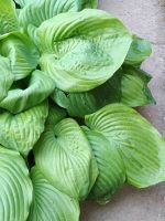Hosta Funkie groß Schattenpflanze Nordrhein-Westfalen - Detmold Vorschau