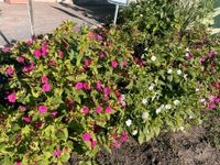Gartenpflanze Wunderblume Samen 50 Stück Sachsen-Anhalt - Seegebiet Mansfelder Land Vorschau
