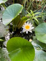 Seerose - wunderschön, gut wachsend, blüht jedes Jahr Brandenburg - Kleinmachnow Vorschau