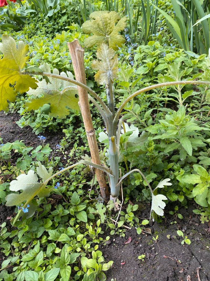 Federmohn, Sichtschutz, Solitär in Treplin