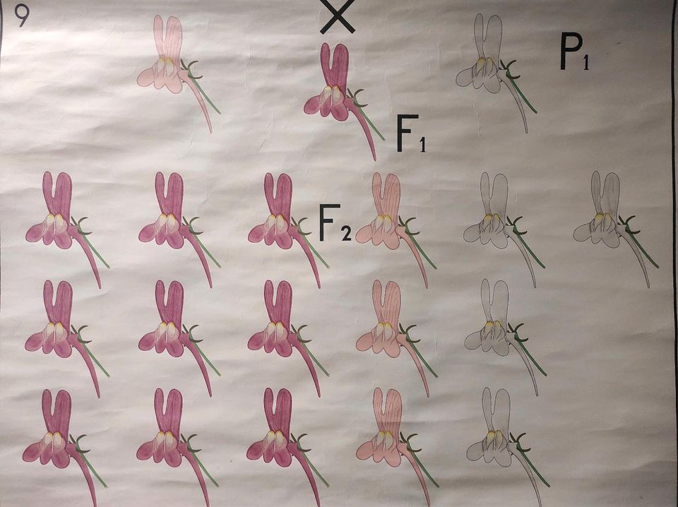 Lehrtafel Genetik / Lehrkarte / vintage / 60er  / 70er in Würzburg