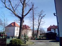 Haben Sie einen Baum, der zurückgeschnitten werden soll ? Brandenburg - Lauchhammer Vorschau