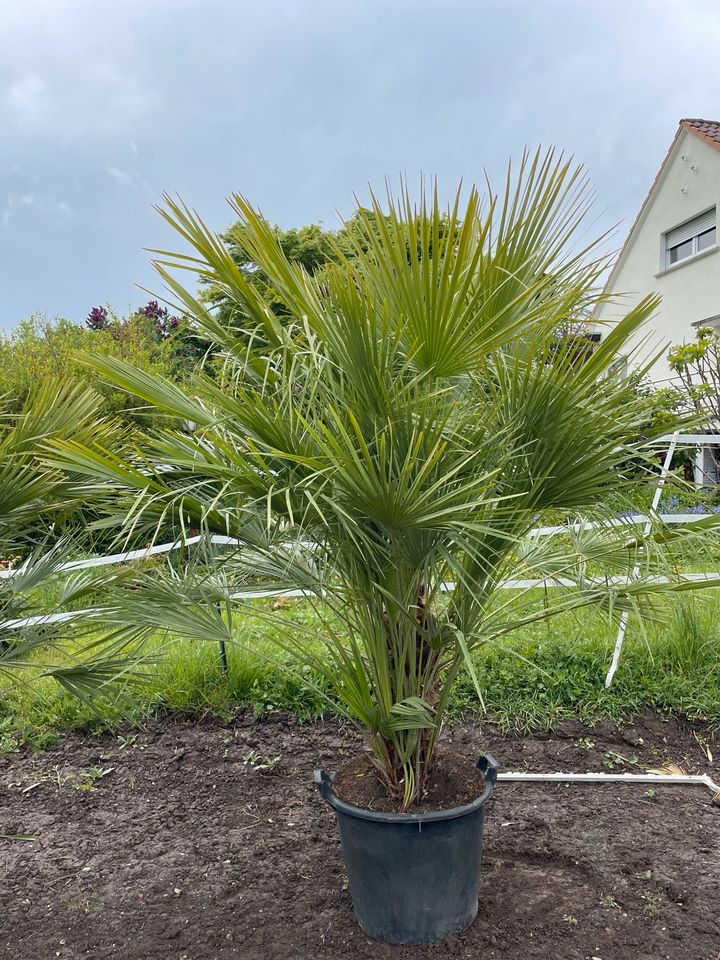 Zwergpalme Chamaerops Humilis Palme | XXL | ca. 220-230cm in Stuttgart