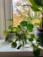 Chinesischer Geldbaum, Pilea peperomioides Hamburg-Nord - Hamburg Winterhude Vorschau