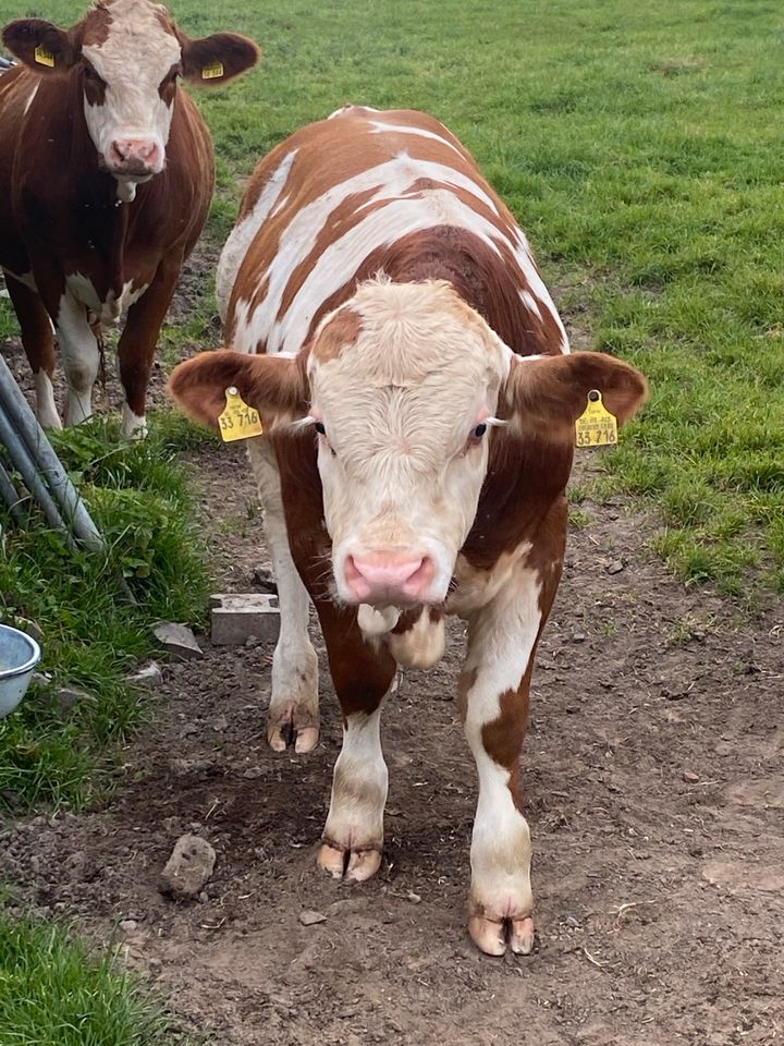 Fleckvieh Fleisch Bulle Herdbuch in Lippetal