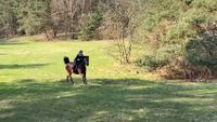Biete Reitbeteiligung auf Freizeitpferd (ReiterIn gesucht) Niedersachsen - Oldenburg Vorschau