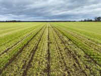 Strip-Till, Gülle, Mais, Gülle schlitzen, Schlitztechnik Niedersachsen - Wahrenholz Vorschau