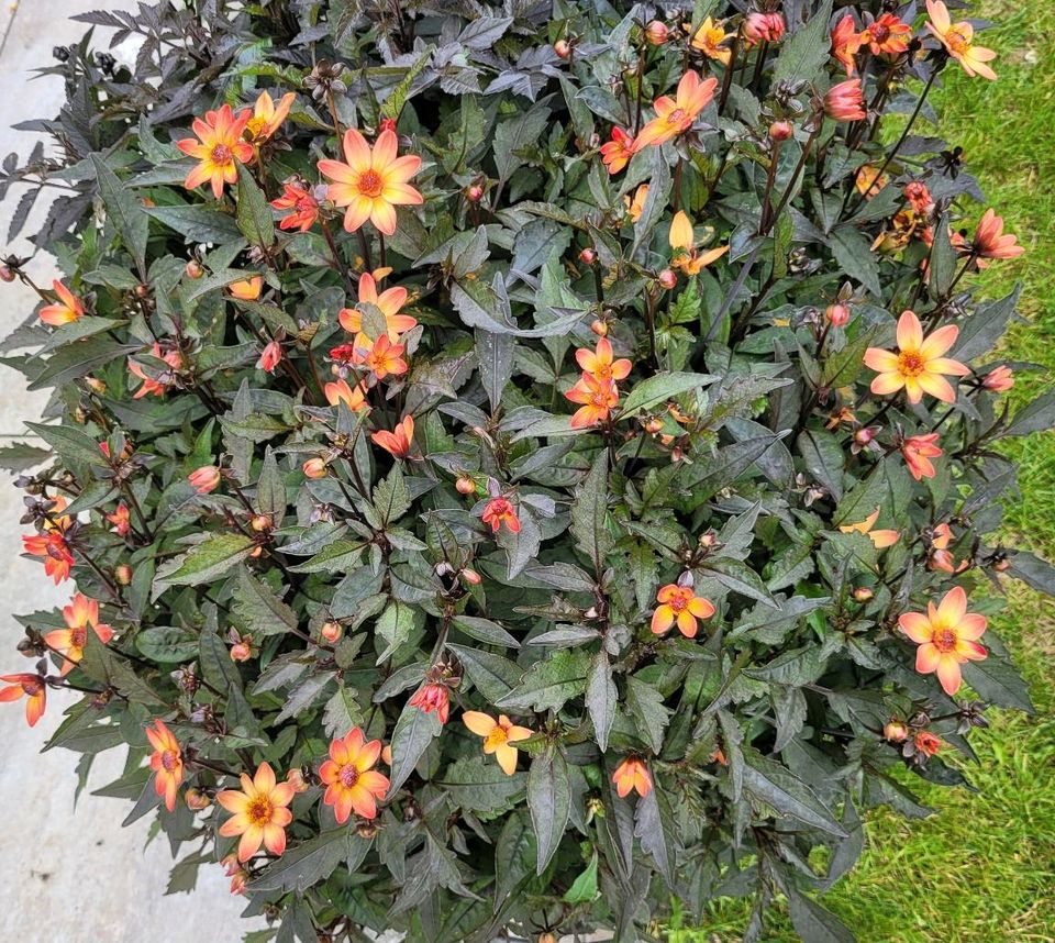 Dahlie gelb/orange in Weilburg