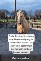 Pflegebeteiligung  Pferd für unsere liebe Sunny gesucht in Moers Nordrhein-Westfalen - Oberhausen Vorschau