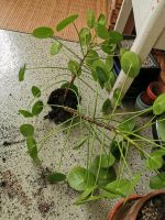 Pilea, ufopflanze, chinesischer geldbaum Bayern - Kempten Vorschau