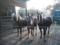 Pflege oder Reitbeteiligungen Sachsen-Anhalt - Teutschenthal Vorschau