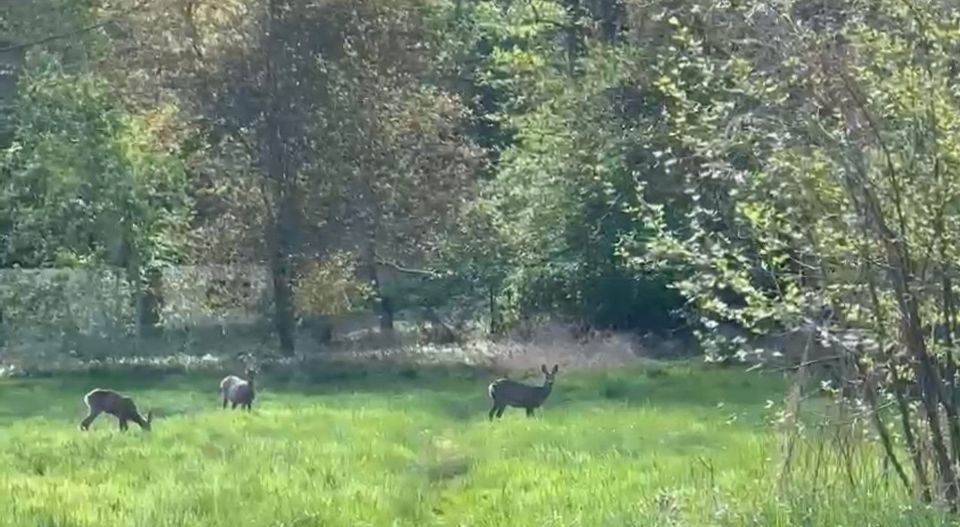 Ein Gartenparadies mit vielen Möglichkeiten in Neu Darchau