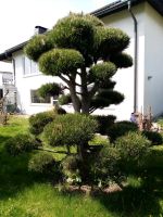 Bonsai Kiefer Baden-Württemberg - Laichingen Vorschau