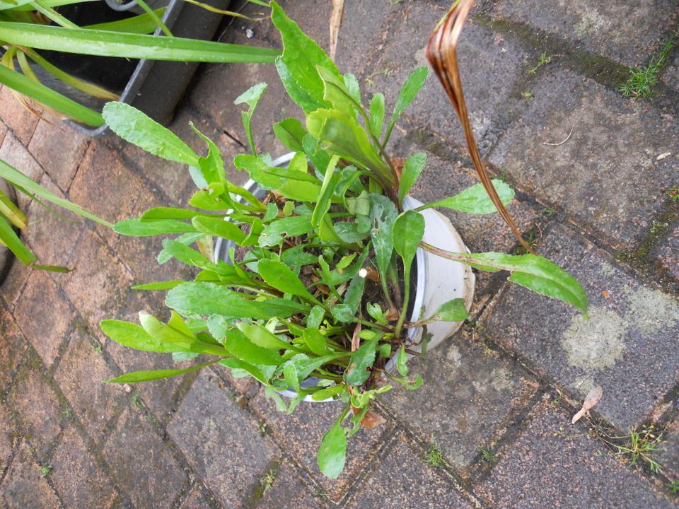 Gartenmargerite Margeriten in Topf Staude Winterhart in Hattersheim am Main