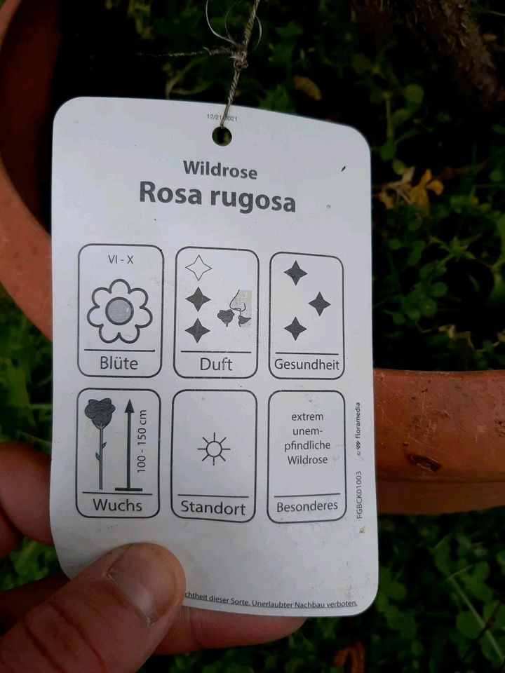Wildrose Duftrose Sorte Rosa rugosa Aktuell 50 cm hoch in Bad Aibling