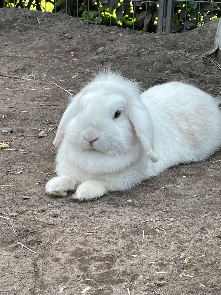 Weißes Kaninchen in Ganderkesee