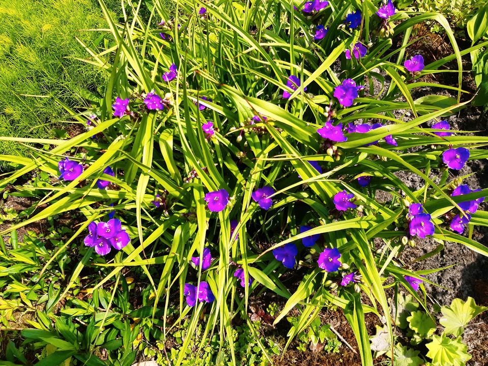 Winterharte Blumenstauden in Schortens