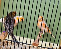 Schöne und kräftige Kanarienvogel ab 20€ Kreis Pinneberg - Prisdorf Vorschau
