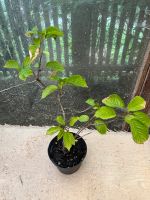 Bonsai Jungpflanze Tokiokirsche (Prunus yedoensis Matsum) Leipzig - Altlindenau Vorschau