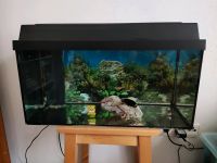 Aquarium guten Zustand selbst abholen mit Fernsehiden Fisch Baden-Württemberg - Ludwigsburg Vorschau