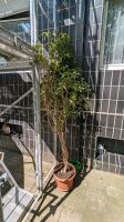 Ficus Benjamina >2m Wuppertal - Elberfeld Vorschau