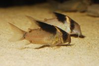 Corydoras bicolor SURINAME Brandenburg - Casekow Vorschau