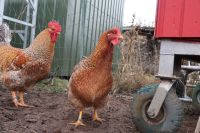 Eier Bielefelder Kennhuhn Bruteier Kennhühner groß Parchim - Landkreis - Passow Vorschau