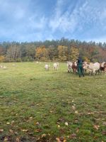 Bio Deckrinder Baden-Württemberg - Pfalzgrafenweiler Vorschau