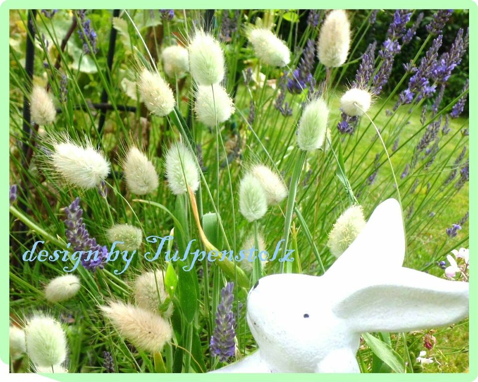 ♥ Hasenschwanz Gras Bunny Tails,Samen Ziergräser,Kinder Garten in Hamburg