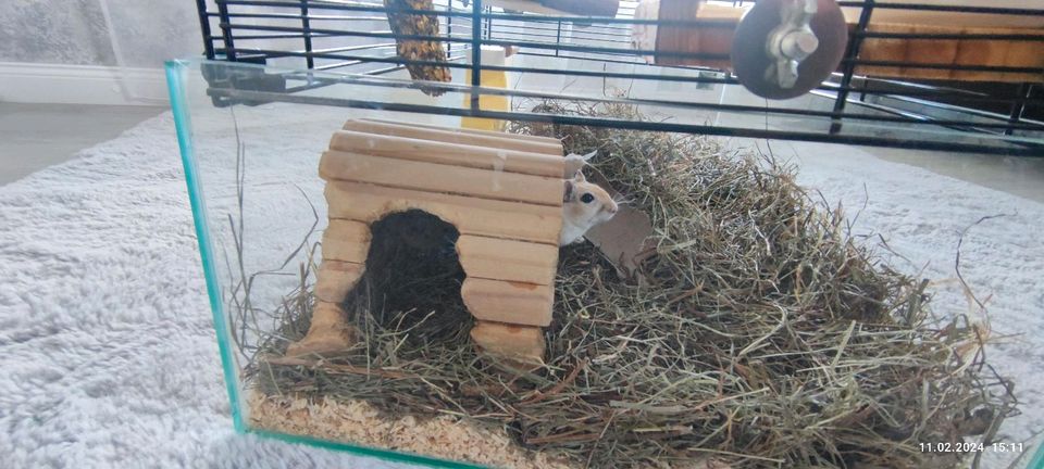 Käfig für Nagetiere. Aus Glas. Mit Zubehör. in Reutlingen