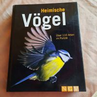 Heimische Vögel Bayern - Kolbermoor Vorschau