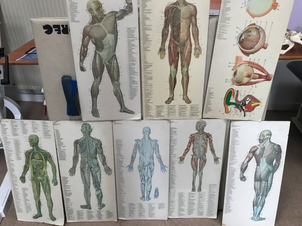 Diverse Tafeln der menschliche Körper Trigger Points in Bückeburg