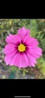 Samen Cosmea/Schmuckkörbchen - 10 Samen, Garten Insekten bunt Bayern - Baldham Vorschau