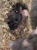 Hamster Babys Niedersachsen - Harsefeld Vorschau