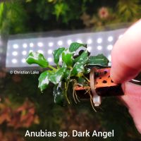 ⭐☘️❗Rarität❗Anubias sp. Dark Angel Rare Selten Niedersachsen - Meppen Vorschau