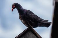 Tauben zu verkaufen Nordrhein-Westfalen - Herzebrock-Clarholz Vorschau