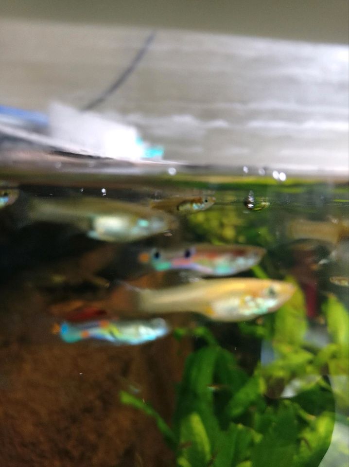 Endler Guppy 's abzugeben in Eigeltingen