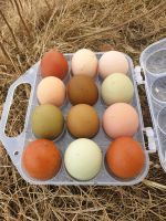 Bunte Bio Bruteier grün oliv blau schoko (Marans) Niedersachsen - Braunlage Vorschau