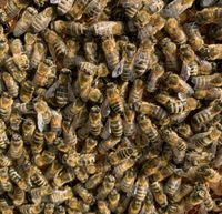 Bienenvolk Langstroth US Dadant mit aktuellem Gesundheitszeugnis Sachsen-Anhalt - Woltersdorf SA Vorschau