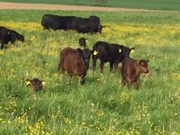 Deutsch Angus Mutterkühe mit Kalb Herde Kuh Kalb Bio Bayern - Laugna Vorschau