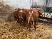 Beste Limousin Deckbullen Bullen Kuh Zucht Nordrhein-Westfalen - Mechernich Vorschau