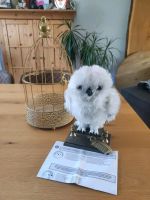 Hedwig Eule von Harry Potter Niedersachsen - Vienenburg Vorschau